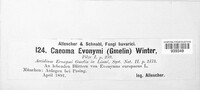 Melampsora epitea image